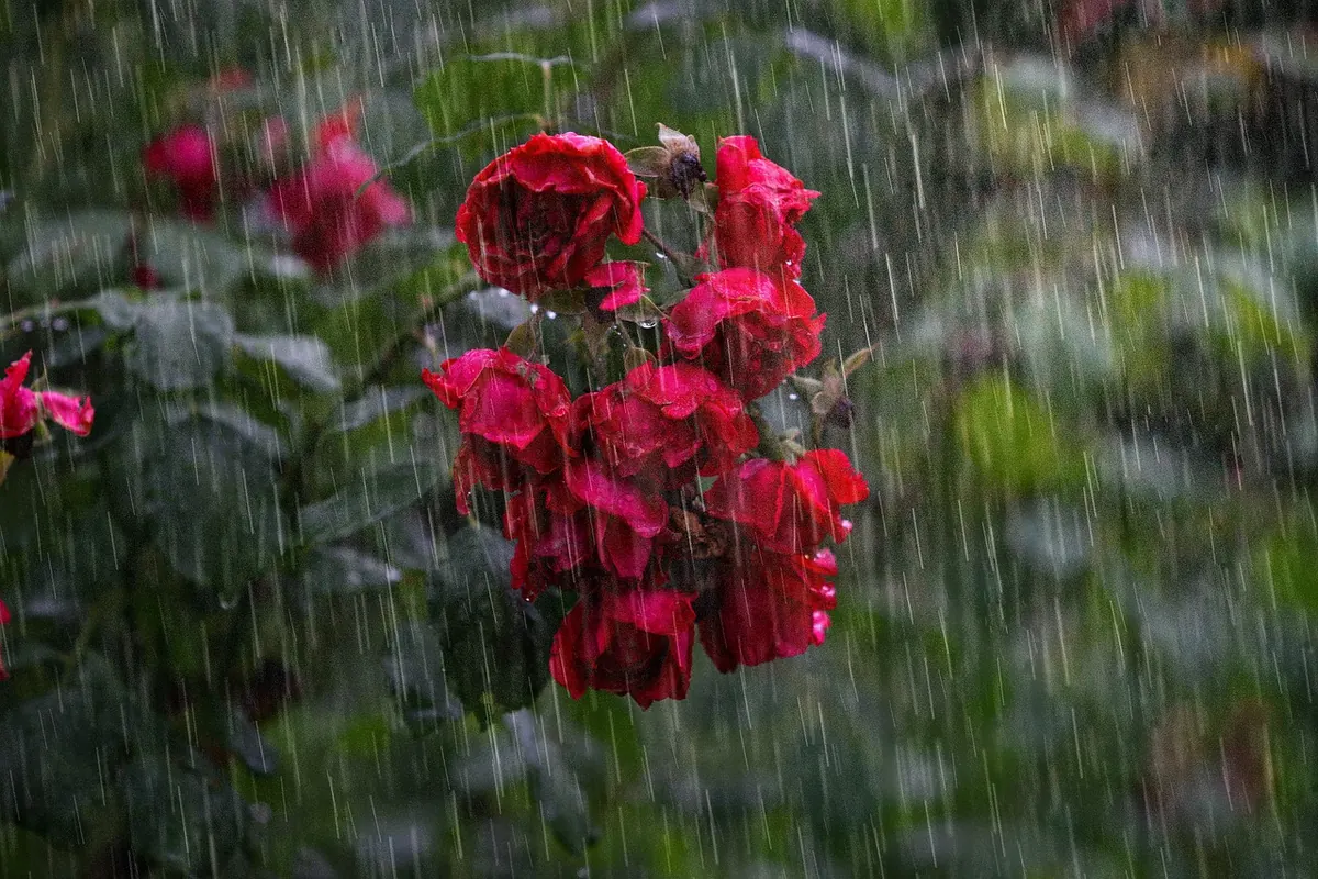 Seasonal Storm Prep for UK Gardens: Protecting Plants, Furniture and Fences